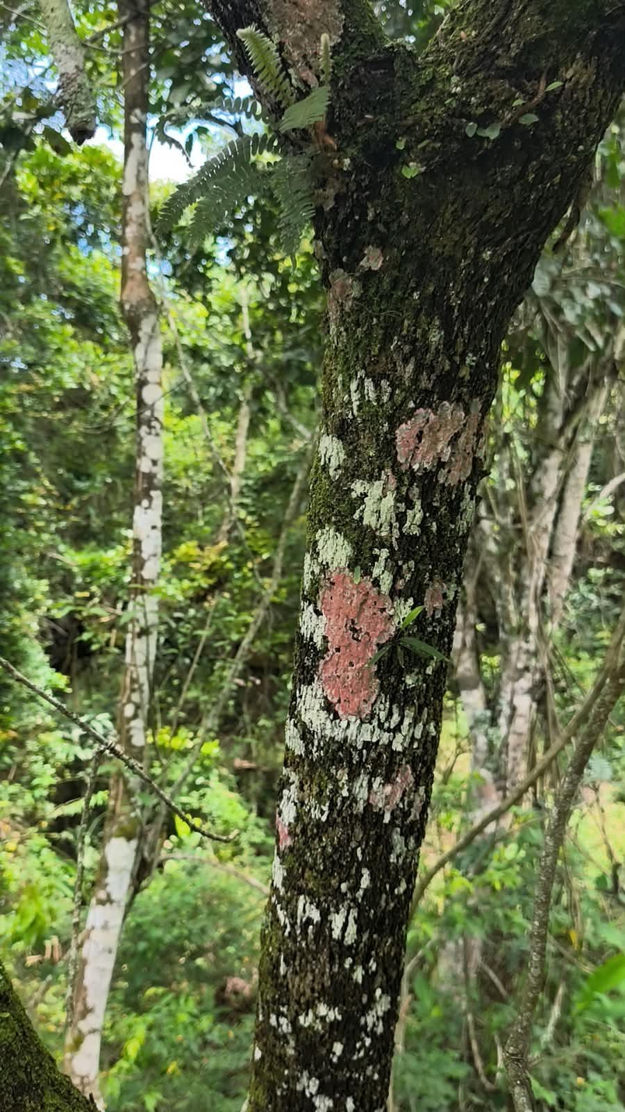 Sinal da natureza indicando a alta qualidade do ar